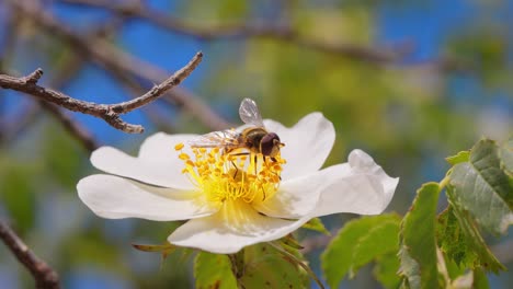 Sírfidos,-Moscas-De-Las-Flores-O-Moscas-Sírfidos,-Insectos-De-La-Familia-Syrphidae.-Se-Disfrazan-De-Insectos-Peligrosos,-Avispas-Y-Abejas.-Los-Adultos-De-Muchas-Especies-Se-Alimentan-Principalmente-Del-Néctar-Y-El-Polen-De-Las-Flores.