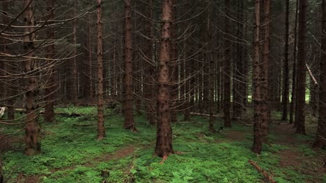 Blick-Auf-Den-Wald-In-Norwegen.-Wunderschöne-Natur-Norwegens.