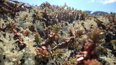 Flechtenmoos-Der-Arktischen-Tundra-Aus-Nächster-Nähe.-Es-Kommt-Hauptsächlich-In-Gebieten-Der-Arktischen-Tundra-Und-Der-Alpentundra-Vor-Und-Ist-äußerst-Kälteresistent.-Cladonia-Rangiferina,-Auch-Als-Rentierbecherflechte-Bekannt.