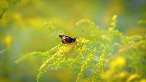 Kleiner-Fuchsschmetterling-(Aglais-Urticae,-Nymphalis-Urticae)-Ist-Ein-Farbenfroher-Eurasischer-Schmetterling-Aus-Der-Familie-Der-Nymphalidae.-Es-Ist-Ein-Mittelgroßer-Schmetterling,-Der-Hauptsächlich-Rötlich-orangefarben-Ist.