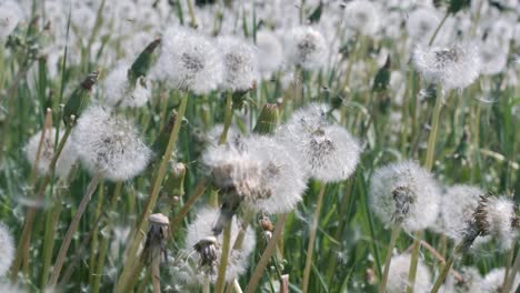 Flauschige-Löwenzahnsamen-Fliegen-über-Die-Lichtung.