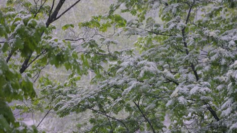 Snowfall-on-green-spring-leaves.-The-non-punishability-of-weather-and-climate-change-on-planet-earth.