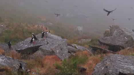 Atlantic-puffin-(Fratercula-arctica),-on-the-rock-on-the-island-of-Runde-(Norway).