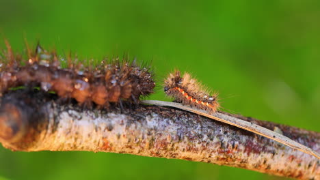 Caterpillar-Yellow-tail-moth-(Euproctis-similis)-and-caterpillar-Phragmatobia-fuliginosa-crawls-along-a-tree-branch-on-a-green-background.