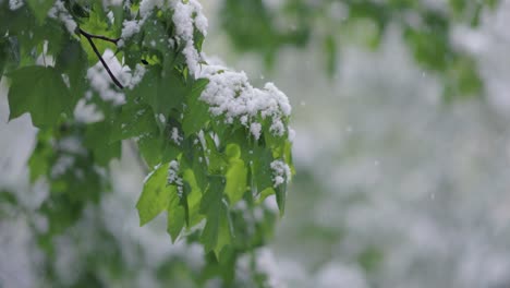 Snowfall-on-green-spring-leaves.-The-non-punishability-of-weather-and-climate-change-on-planet-earth.