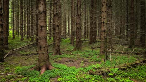 Vista-Del-Bosque-En-Noruega.-Hermosa-Naturaleza-De-Noruega.-La-Cámara-Se-Mueve-Desde-La-Primera-Persona-A-Través-De-La-Espesura-De-Un-Bosque-De-Pinos.