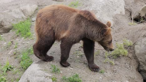 Brown-bear-(Ursus-arctos)-in-wild-nature-is-a-bear-that-is-found-across-much-of-northern-Eurasia-and-North-America.-In-North-America,-the-populations-of-brown-bears-are-often-called-grizzly-bears.