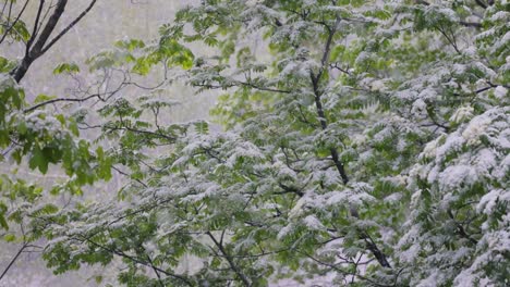 Snowfall-on-green-spring-leaves.-The-non-punishability-of-weather-and-climate-change-on-planet-earth.