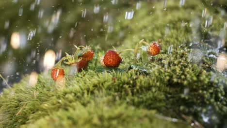 Tropfen-Frühlingsregen-Fallen-Auf-Walderdbeeren-Im-Wald.-Aufgenommen-Mit-Super-Zeitlupenkamera-1000-Fps.