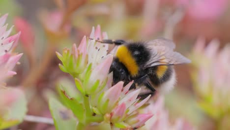 Hummel-Sammelt-An-Sonnigen-Tagen-Blütennektar.-Hummel-In-Makroaufnahme-In-Zeitlupe.