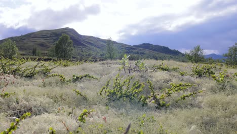 Tundra-Artica.-Hermosa-Naturaleza-Paisaje-Natural-De-Noruega.