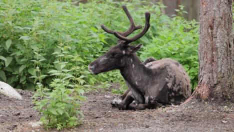 Reindeer-(Rangifer-tarandus)-on-the-green-grassland.