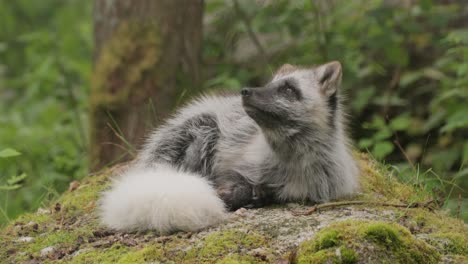 Arctic-fox-(Vulpes-lagopus)-also-known-as-the-white-fox,-polar-fox,-or-snow-fox.-Lives-in-to-the-Arctic-regions-of-the-Northern-Hemisphere-and-common-throughout-the-Arctic-tundra.