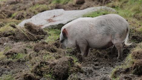 Schwarzes-Schwein-Auf-Einem-Bauernhof.