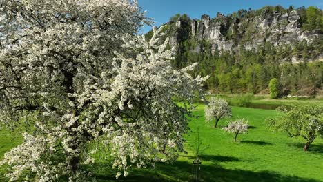 Cherry-blossom-white-flowering-tree-in-bloom,-drone-shot-over-river-elbe-valley-and-mountains-in-Germany,-Kurort-Rathen