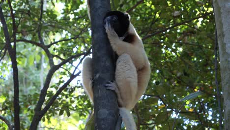 Lemurs,-Madagaskar,-Nosy-Be