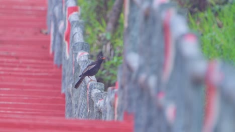 Un-Corazón-Sin-Sueños-Es-Como-Un-Pájaro-Sin-Plumas.