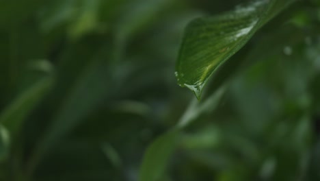 water-dripping-from-leaves-in-the-form-of-water-drops