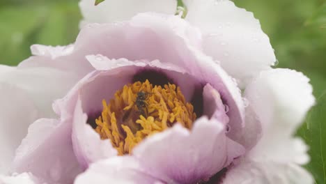 Peony-in-Bloom-with-insect,-fly