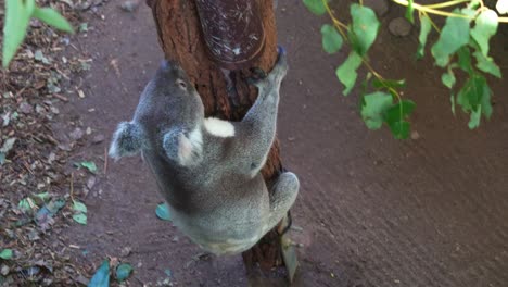 Cute-koala-walking-on-the-ground,-and-swiftly-climbing-up-the-tree,-close-up-shot