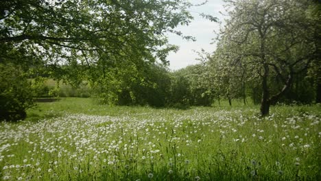 A-field-of-dandelions-blooms-beneath-the-branches-of-apple-trees,-their-white-blossoms-contrasting-with-the-lush-green-foliage