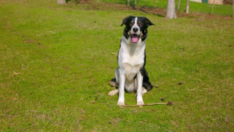 Welsh-Sheepdog-Sitting-On-Green-Meadow-On-Sunny-Day-In-Spring