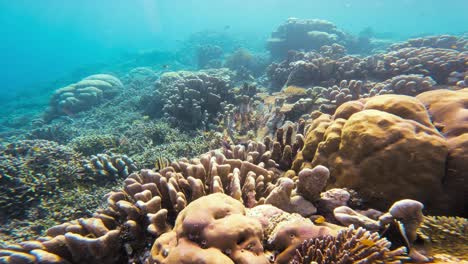 Una-Toma-Submarina-Estática-Que-Muestra-El-Vibrante-Arrecife-De-Coral-Repleto-De-Vida,-Con-Un-Par-De-Peces-Mariposa-Nadando-Con-Gracia-Entre-Las-Diversas-Formaciones-De-Coral-En-La-Gran-Barrera-De-Coral,-Australia.