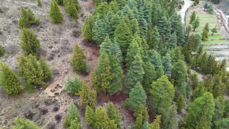 Jungle-view,-The-Drone-flies-over-a-landscape-of-dense,-verdant-forest-covered-mountains,-Aerial-View-of-Lush-Green-Forest-Mountains,-Jungle-view