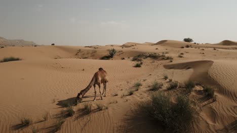 Erleben-Sie-Den-Nervenkitzel-Der-Wüste-Wie-Nie-Zuvor-Mit-Unserem-Atemberaubenden-Luftschwenk-Um-Ein-Altes-Rennkamel,-Das-In-Der-Glühenden-Sonne-Dubais-Aalt