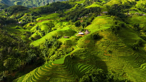 Terrazas-De-Arroz-De-Un-Verde-Intenso-En-El-Valle-De-Sapa,-Al-Norte-De-Vietnam