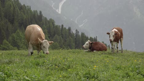 Drei-Kühe-Auf-Einer-Weide