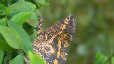 Black-and-orange-cameleon-siting-peaceful-on-a-tree-in-the-jungle,-Madagaskar,-Nosy-Be,-Africa