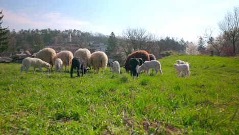 Herd-Of-Sheep-On-A-Pasture---Drone-Forward