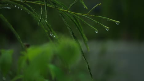 Gotas-De-Agua-Atrapadas-En-Las-Hojas-De-Un-árbol-En-Un-Bosque-Denso