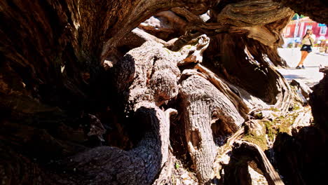 Ancient-olive-tree-gnarly-tree-trunk