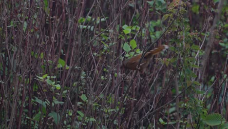 Pájaros-Del-Zorzal-Risueño-Rayado-En-Nepal