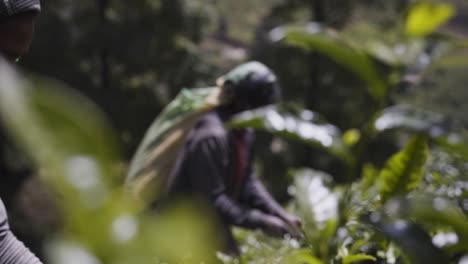 Tea-leaves-in-focus-with-a-blurred-background-of-a-tea-picker-in-Sri-Lanka,-sunny-day,-close-up