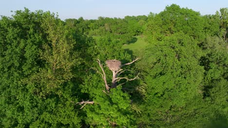 Nido-De-Cigüeña-En-La-Copa-De-Un-árbol-Sin-Hojas-En-Medio-De-Un-Bosque-De-Llanura-Aluvial-En-Marchegg,-Austria