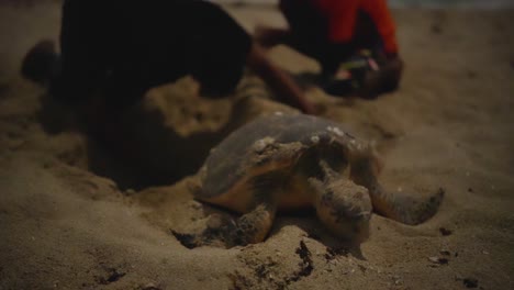 La-Tortuga-Carey-Libera-Sus-Huevos-En-La-Arena-De-Una-Playa-Y-Los-Conservacionistas-Locales-Ayudan-A-Protegerlos,-A-Sobrevivir,-A-Cubrir-Su-Ciclo-De-Eclosión,-A-Camuflarlos,-A-Recuperar-Su-Vida-En-El-Océano,-A-Medianoche,-En-La-Costa-De-Irán