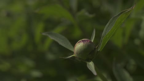 A-Peony-Bud-Awakens.-Close-up