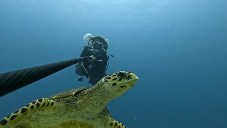 Buzo-Filmando-Un-Selfie-Con-Una-Tortuga-Marina-Nadando-Bajo-El-Agua