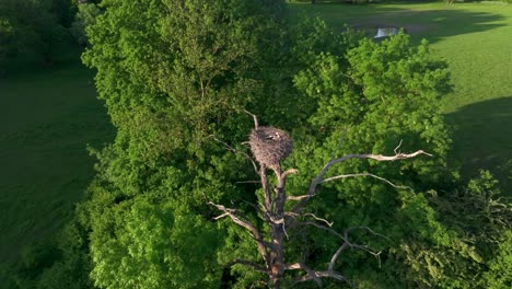 Stork-Birds-Nest-On-The-Treetop-With-Bare-Branches-Over-Floodplain-Forest-Near-Marchegg-Austria