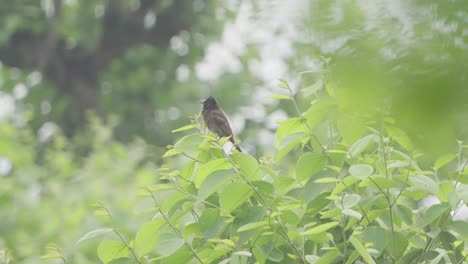 Vögel-Sitzen-Im-Baum