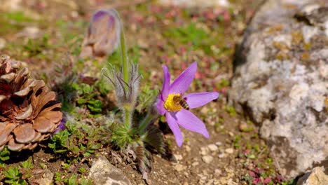 Bee-Collecting-Nectar-From-Pasqueflower-Plant---Close-Up