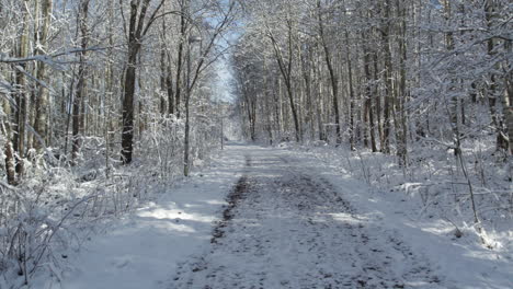 Snow-Covered-Road-Between-Dense-Trees-During-Winter