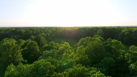 Flying-Over-Floodplain-Forest-On-Sunny-Day-In-Marchegg,-Austria