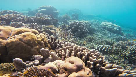 Una-Toma-Submarina-Estática-Que-Muestra-El-Vibrante-Arrecife-De-Coral-Repleto-De-Vida-Con-Un-Par-De-Peces-Heniochus-Nadando-Con-Gracia-Entre-Las-Diversas-Formaciones-De-Coral-En-La-Gran-Barrera-De-Coral,-Australia.