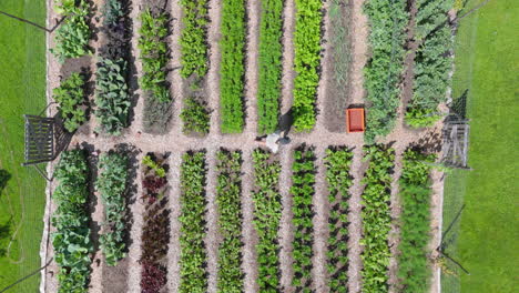 Female-green-thumb-steps-into-vegetable-patch-to-harvest-onions,-overhead-aerial