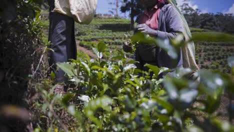 Recolectores-De-Té-Recolectando-Hojas-En-Una-Exuberante-Plantación-En-Un-Día-Soleado