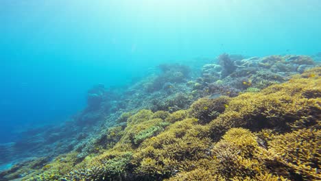 slow-Flight-over-a-vibrant-coral-reef-teeming-with-marine-life,-showcasing-the-stunning-diversity-of-corals-and-fish-in-clear-blue-waters-of-Raja-Ampat-in-Indonesia